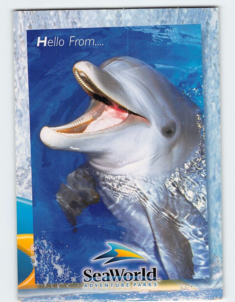Postcard Dolphin Hello from Sea World Adventure Park\'s