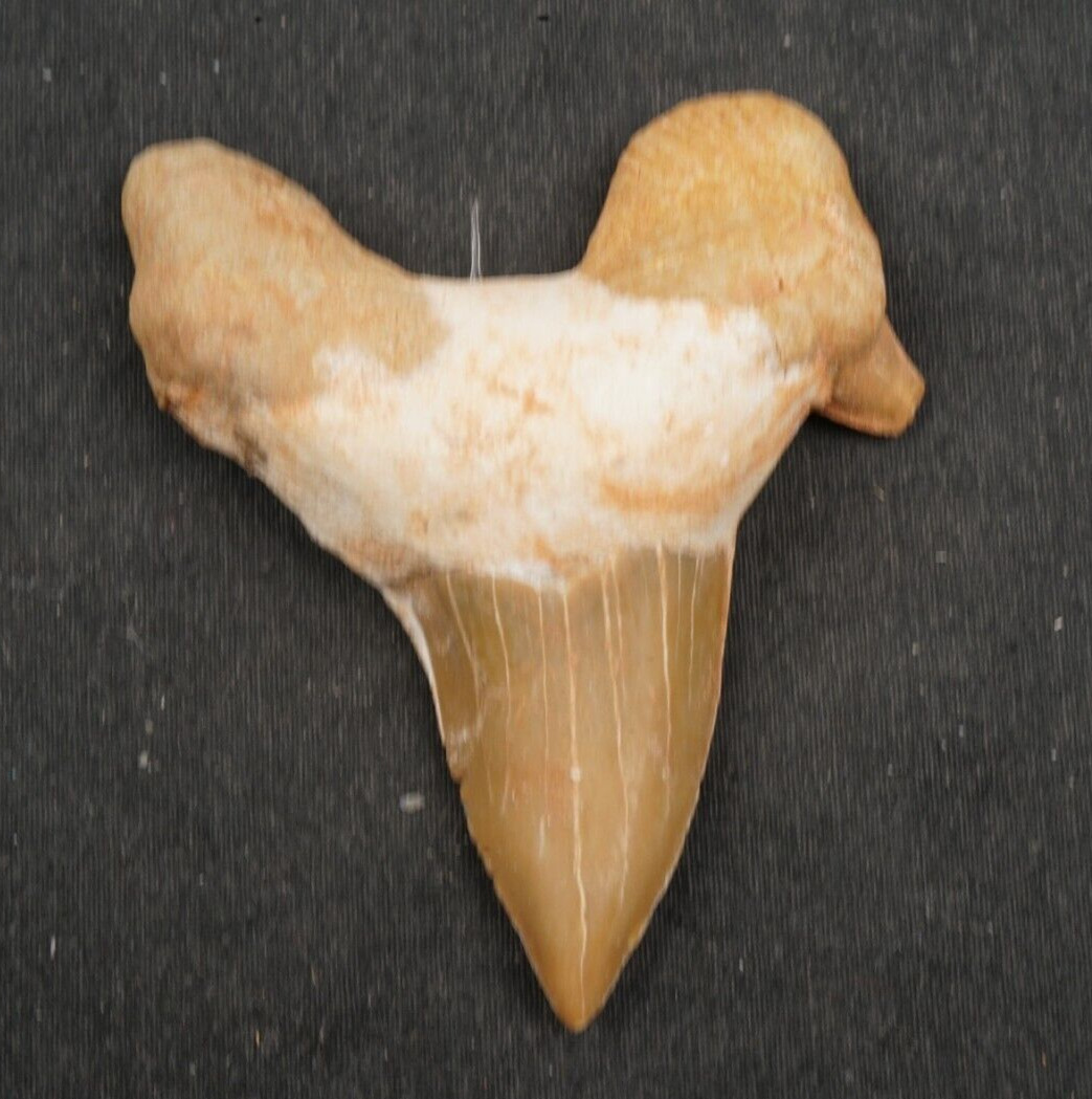 Large OTODUS Shark Tooth 2.20