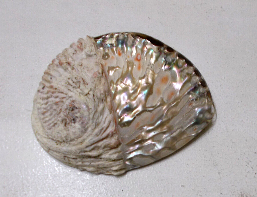 Large Vintage Rare Abalone Mother of Pearl Seashell 6”