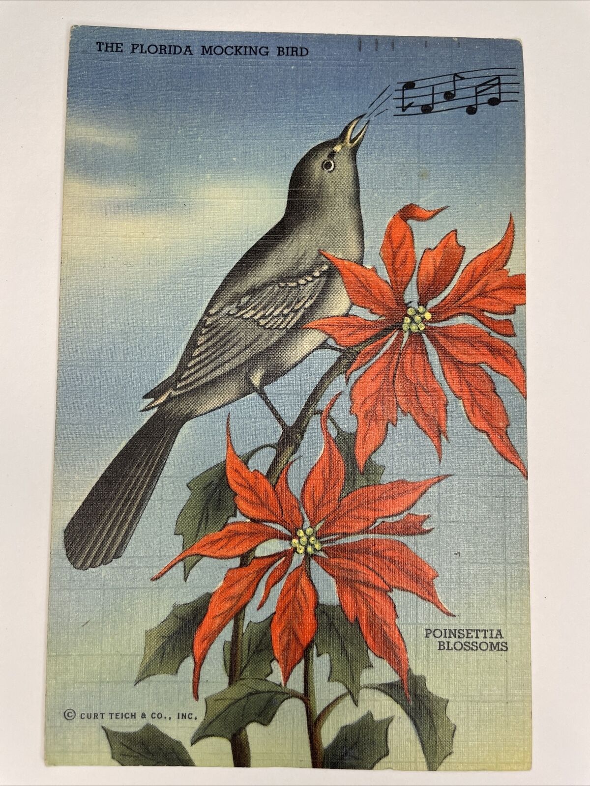 Florida FL Mocking Bird Poinsettia Postcard Old Vintage Card View P3