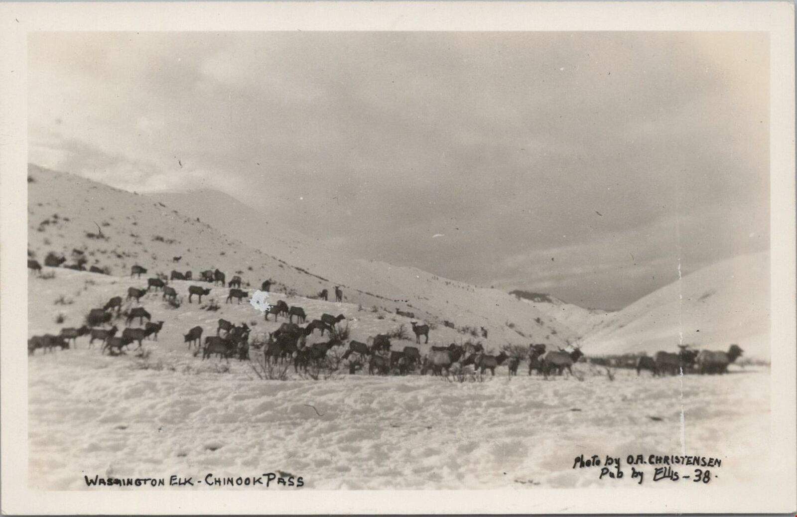 RPPC Postcard Washington Elk Chinook Pass WA 