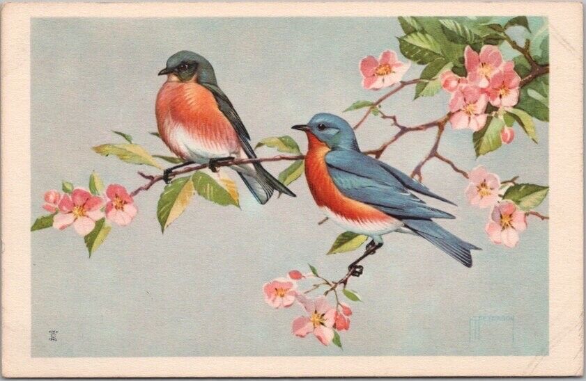 1939 National Wildlife Federation Postcard EASTERN BLUEBIRD Songbird Series 501
