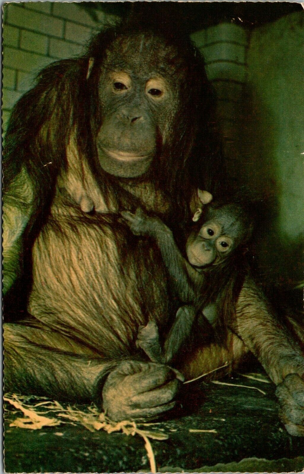  Orangutan & Her Baby London Zoo Circa 1964 Vintage Zoological Society Postcard 