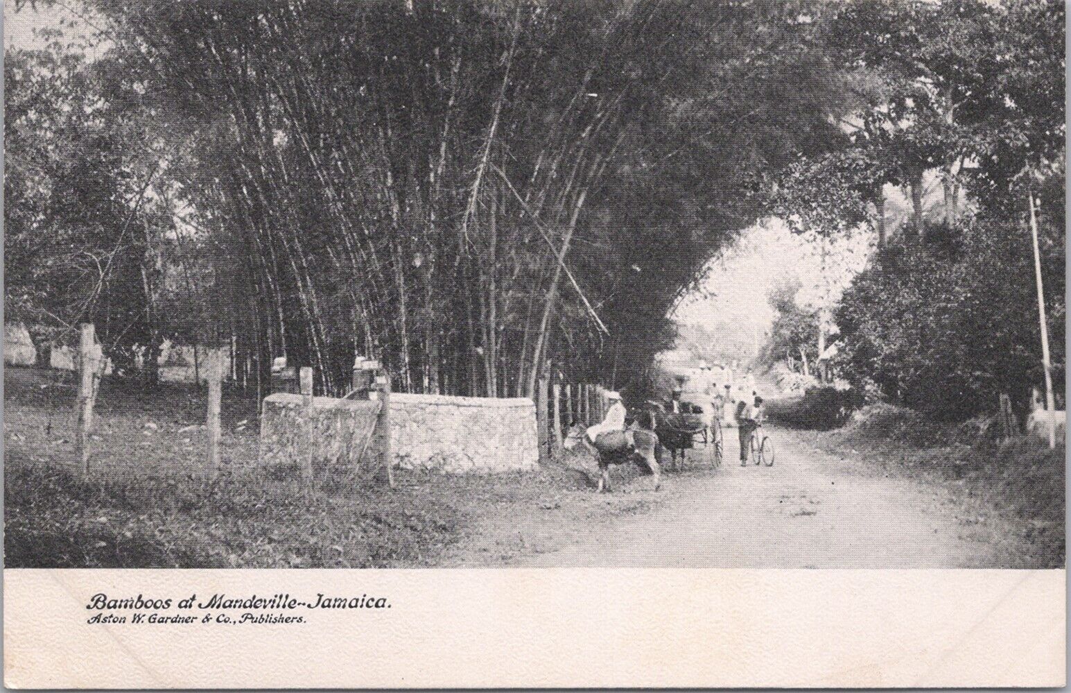 Jamaica, W.I. - Bamboos at Mandeville, Man on Donkey & Bikes-Early 1900\'s