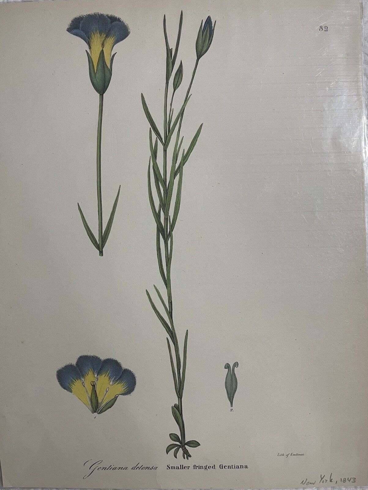Set of 10 Hand Colored Lithographs of Plants from 1843 by Endicott of New York