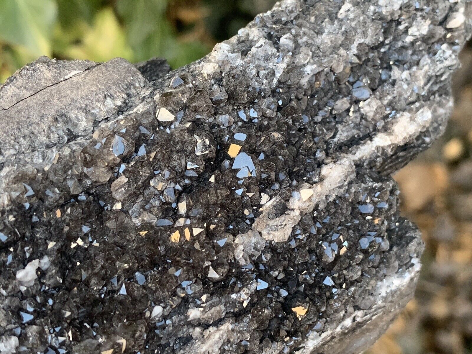 ☘️RR⛏️: Arizona Petrified Wood W/Dark Natural Smoky Quartz Crystals, 1.75 Lb