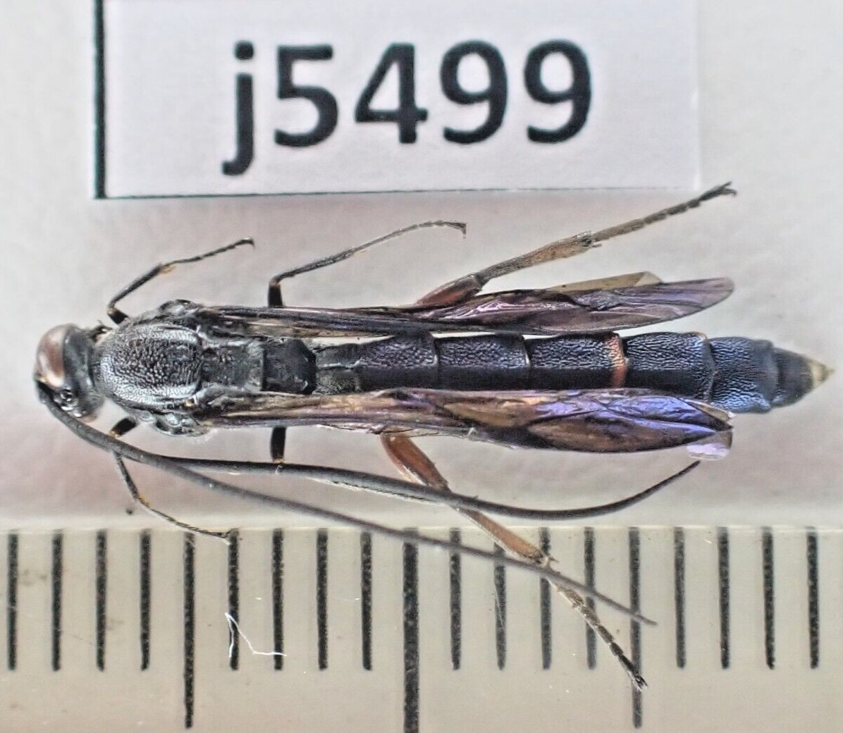 j5499. Insects, Hymenoptera sp. Vietnam, Lai Chau