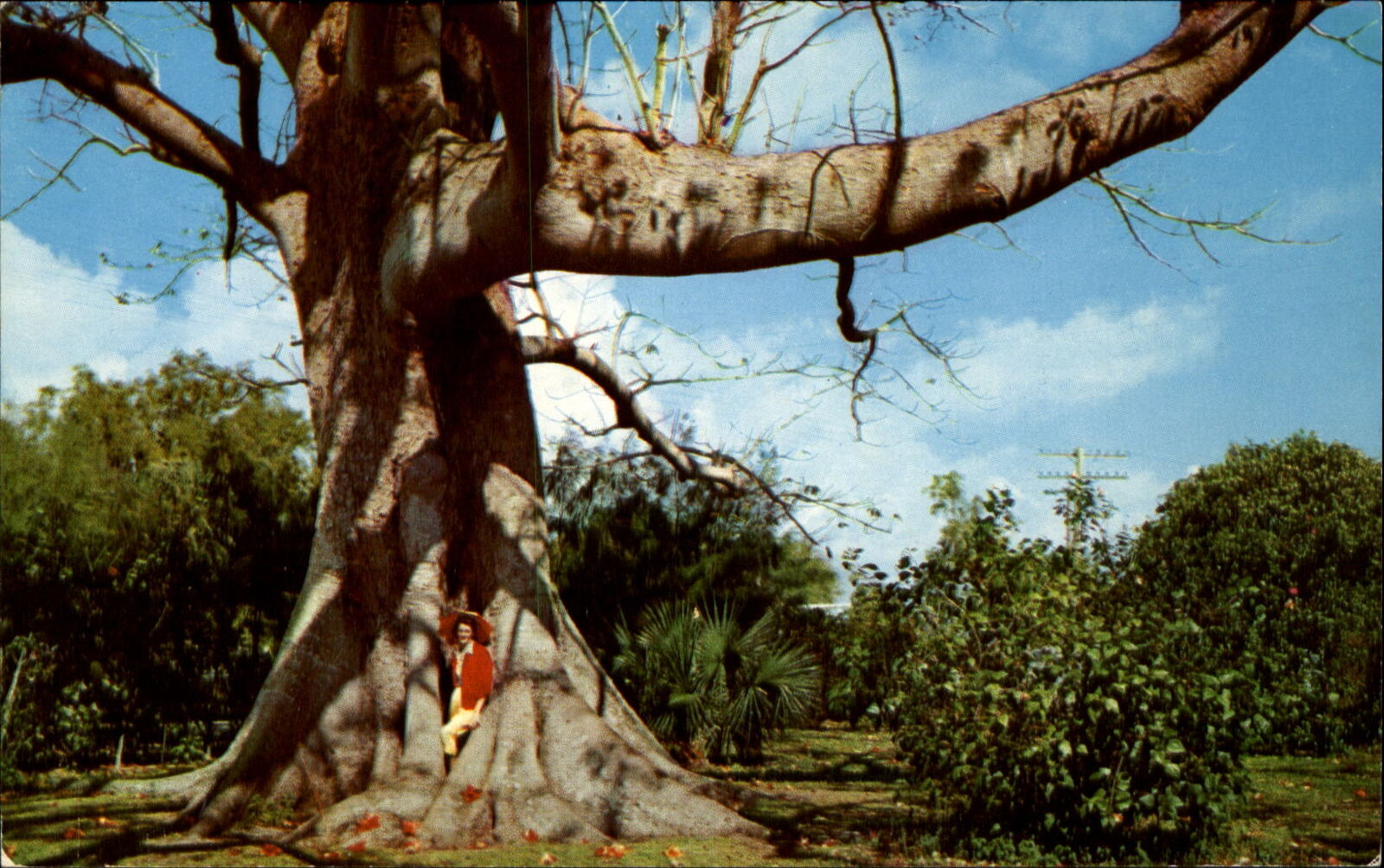 Kapok Tree near Clearwater Florida FL 1960s