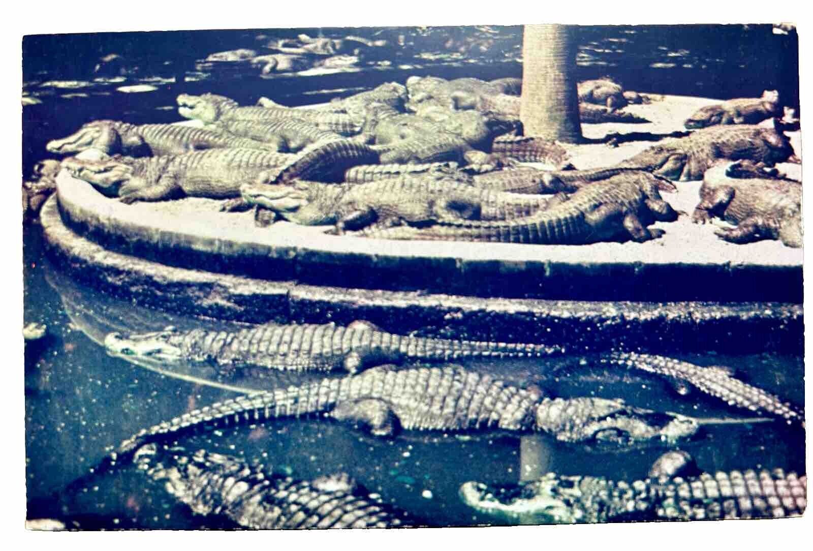 Famous Alligator Farm Saint Augustine Florida Postcard