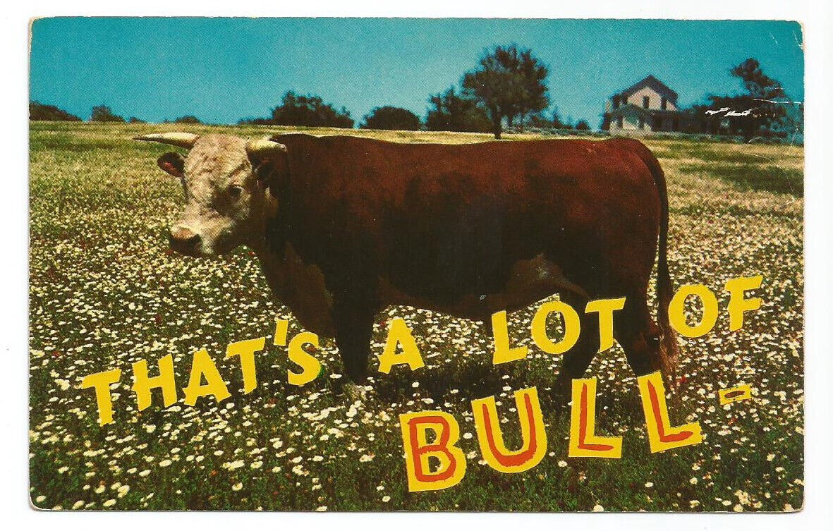 Bull Postcard Hereford Cattle Comic Humor Flowers Pasture