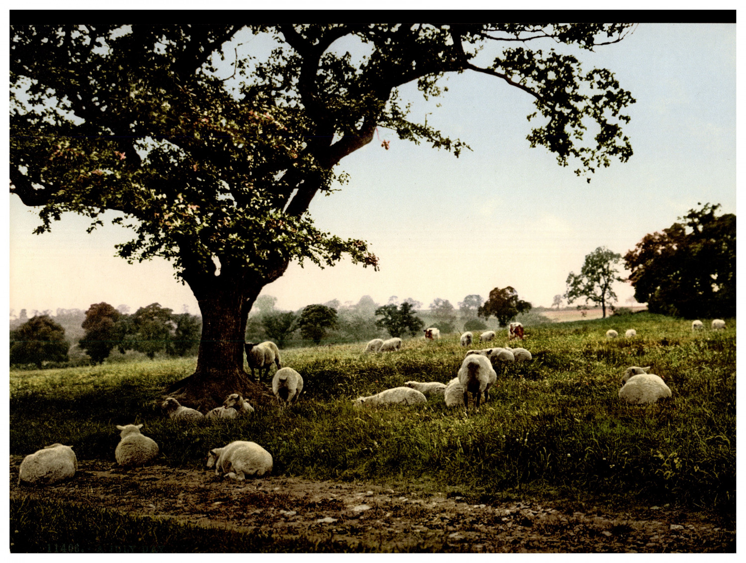 A July Day. (Sheep) Vintage Photochrome by P.Z, Photochrome Zurich Photochrome,