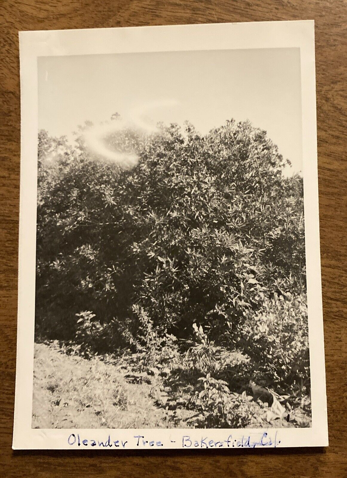 1948 Bakersfield California CA Red Oleander Bush Forest Original Old Photo P12f4
