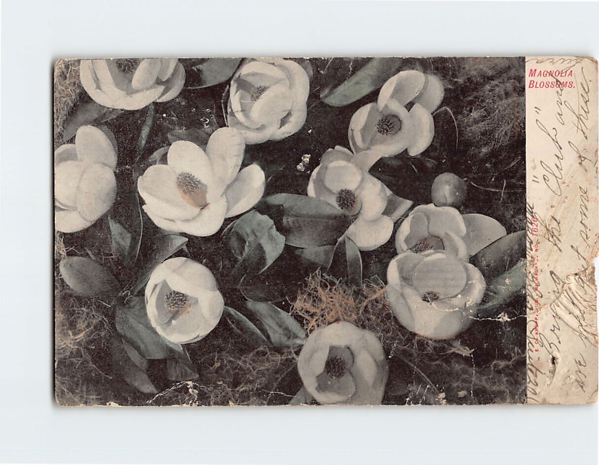 Postcard Magnolia Blossoms