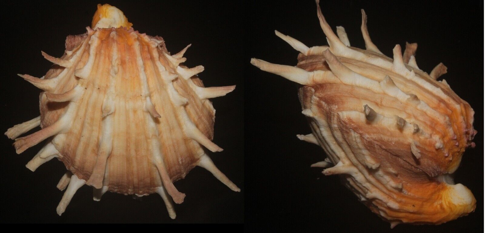 Tonyshells seashells Spondylus foliaceus spiny oysters or thorny oys ,107mm F+++