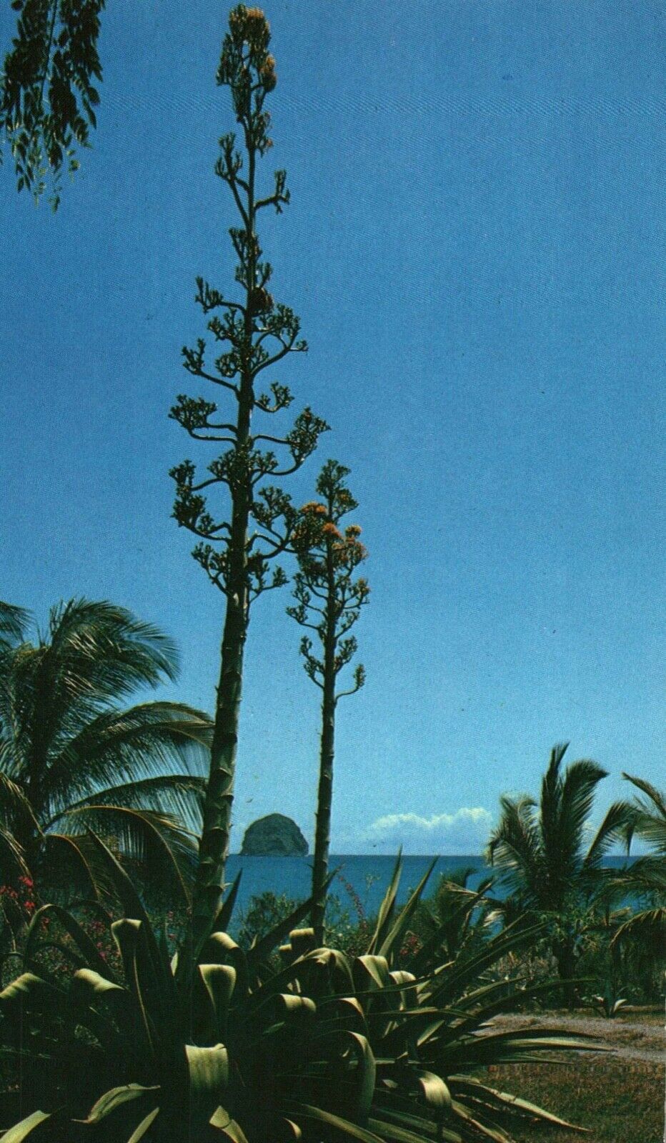 Postcard Martinique Landscape at Diamond District Palm Trees Plants 