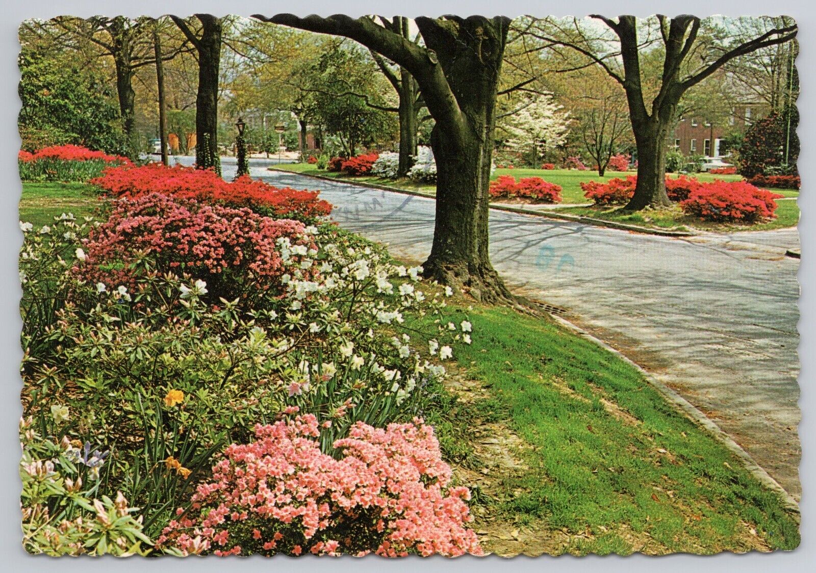 Postcard South Carolina in the Spring Columbia\'s Garden Trail