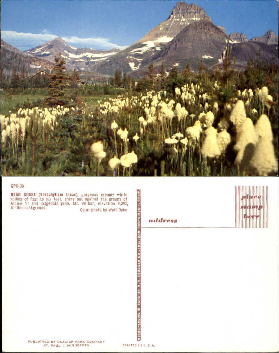 Bear Grass white spikes Mt. Wilbur flowers Montana MT unused chrome postcard