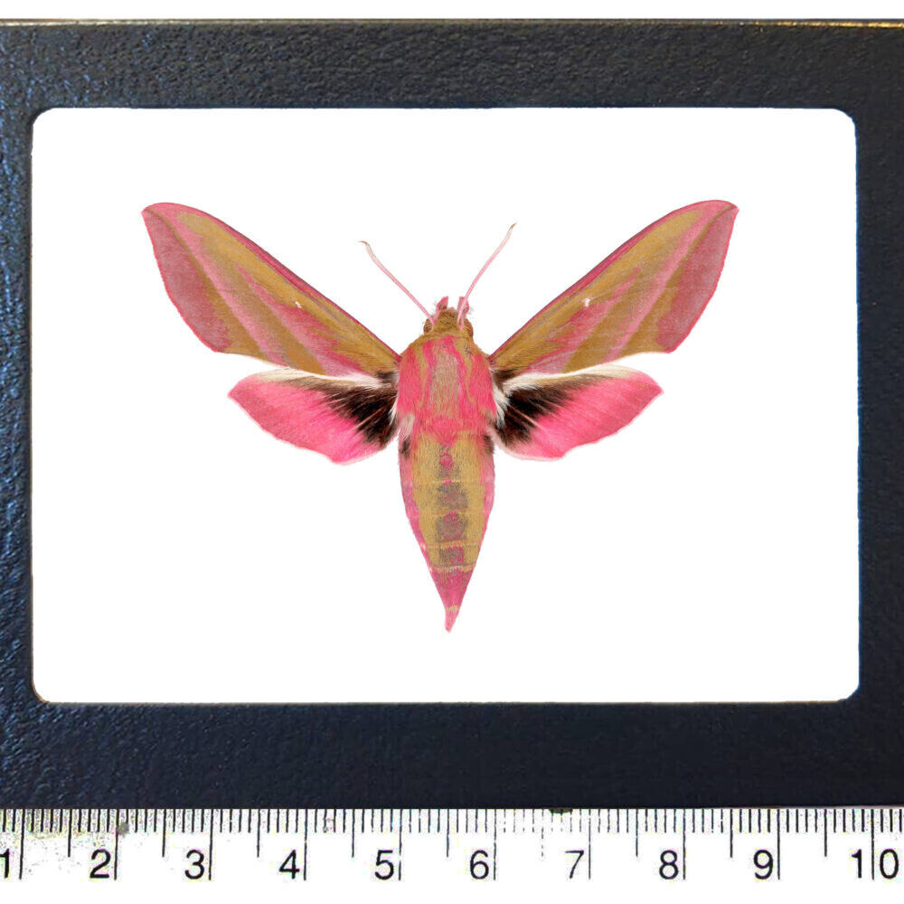 Deilephila elpenor pink moth China FRAMED