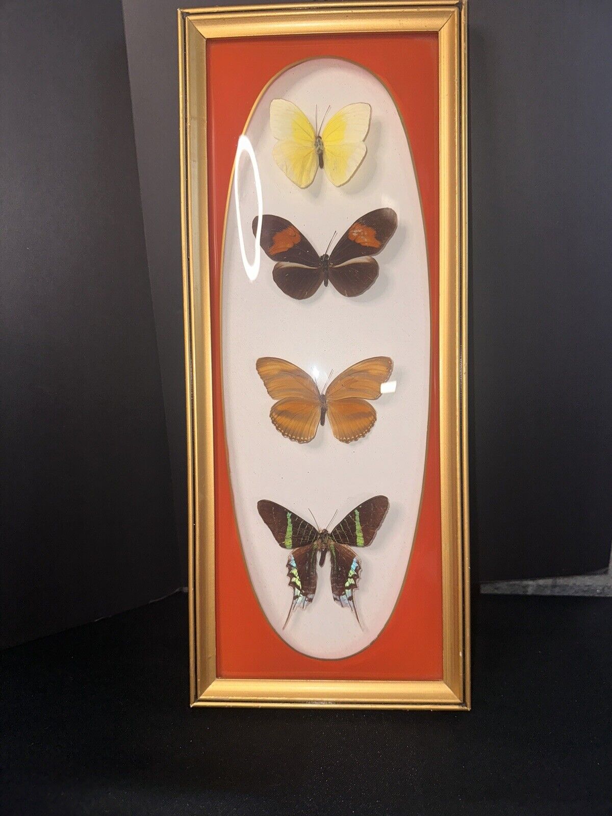 Vintage real tropical butterflies (4) - framed, under glass