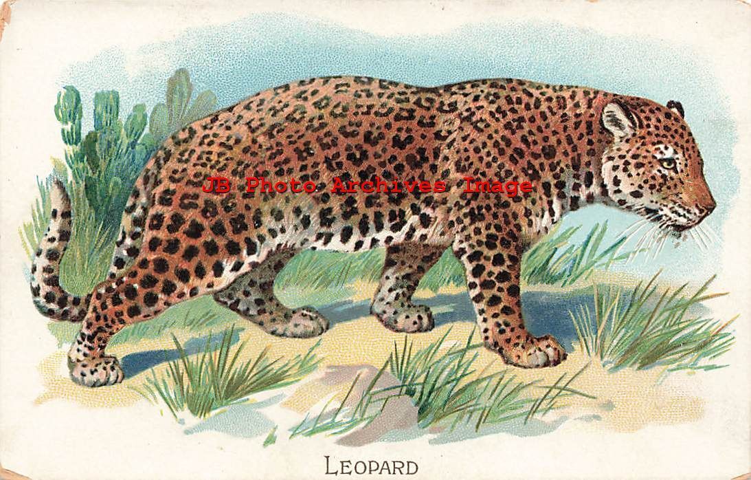 Educational Card, Tuck, Leopard