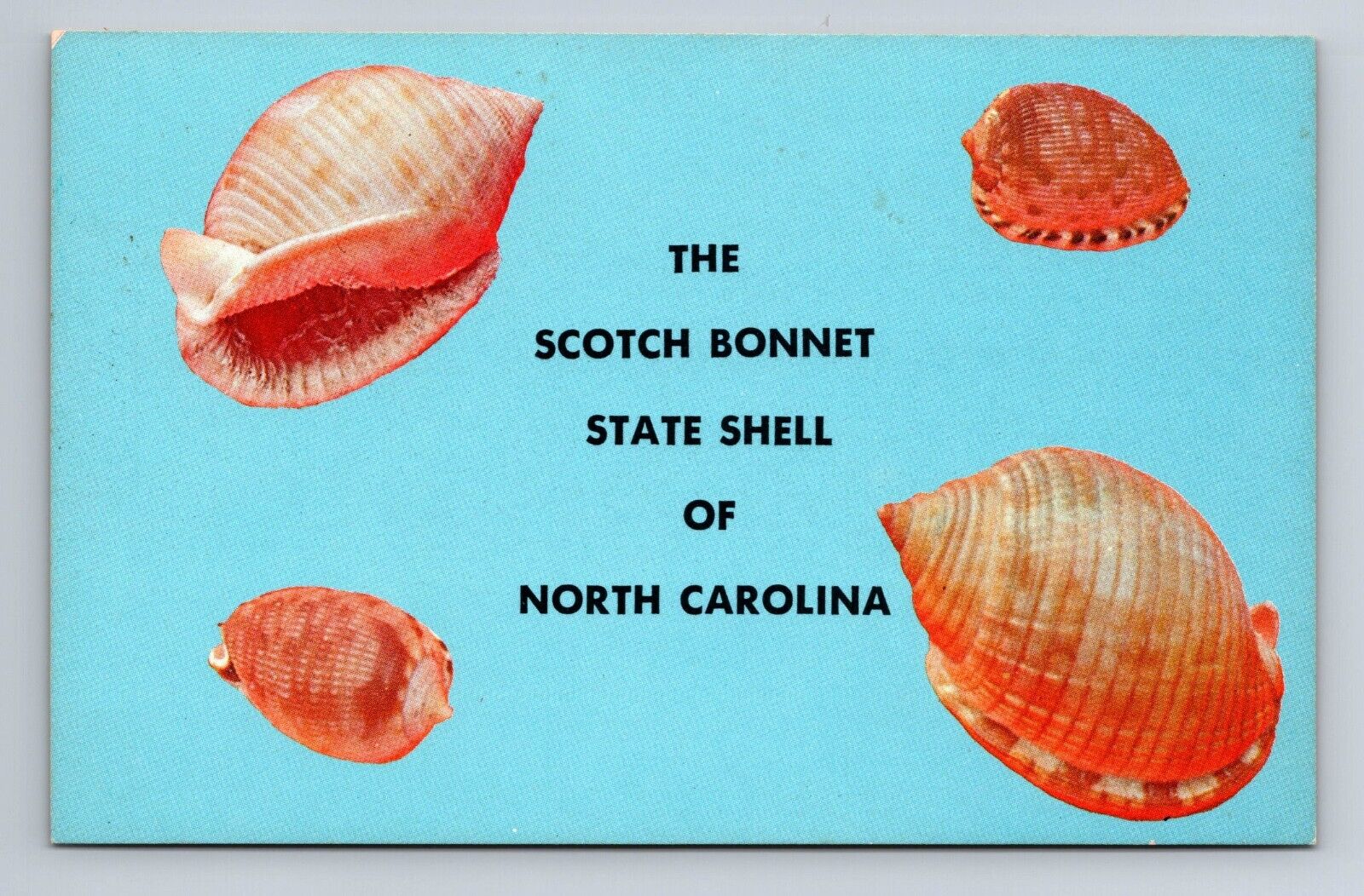 The Scotch Bonnet State Shell Of North Carolina NC Postcard