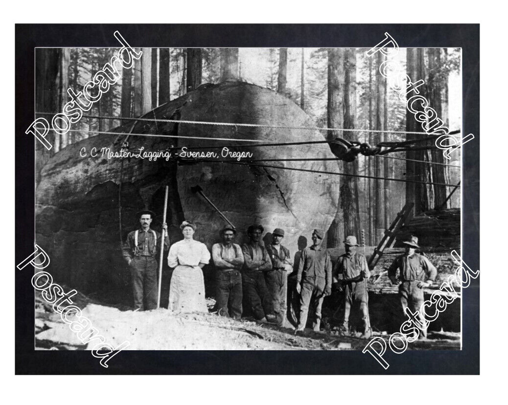 Historic C C Masten Logging - Svensen, Oregon Logging Postcard 2