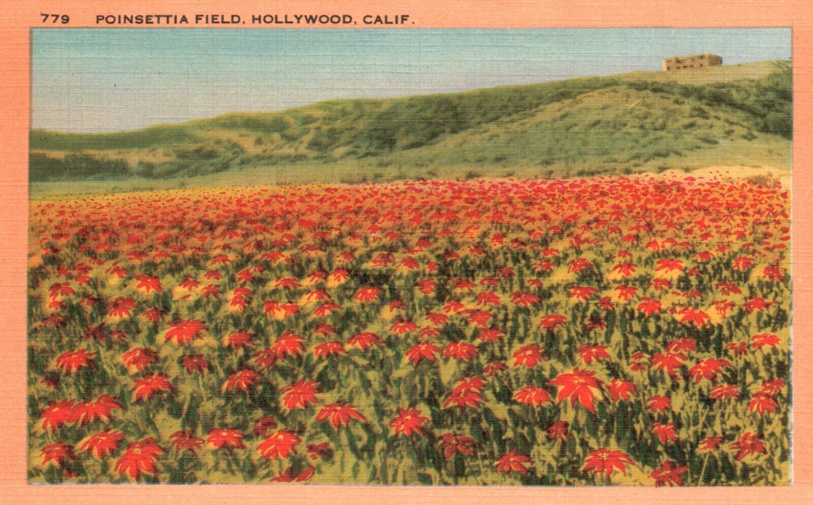 Postcard CA Hollywood California Poinsettia Field Linen Vintage PC J4566