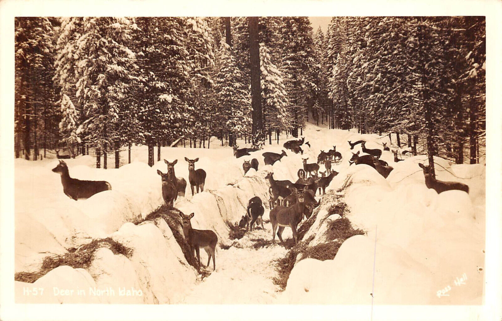UPICK POSTCARD Deer in North Idaho Real Photo Postcard c1940 Unposted