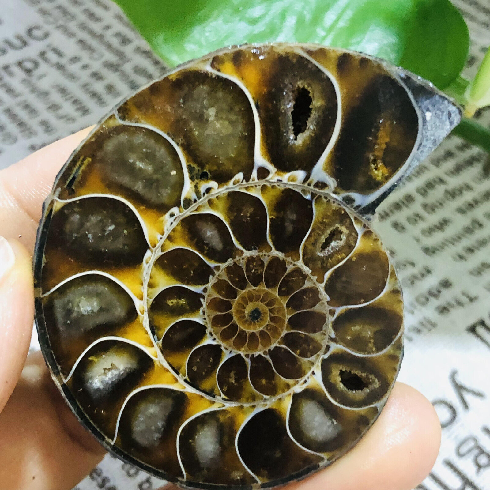 70g Natural Ammonite Fossil Quartz Slice Crystal Mineral Specimen Decoration