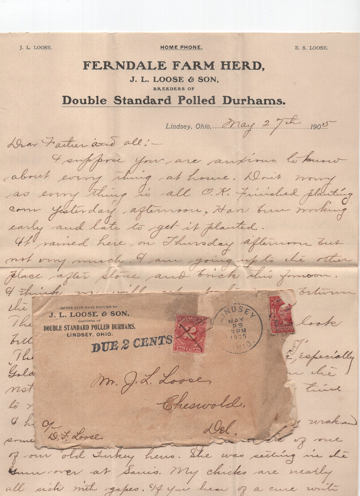 GREAT 1900s POLLED DURHAM Cattle Farm Letter Letterhead Ad Ephemera Post Due Pen