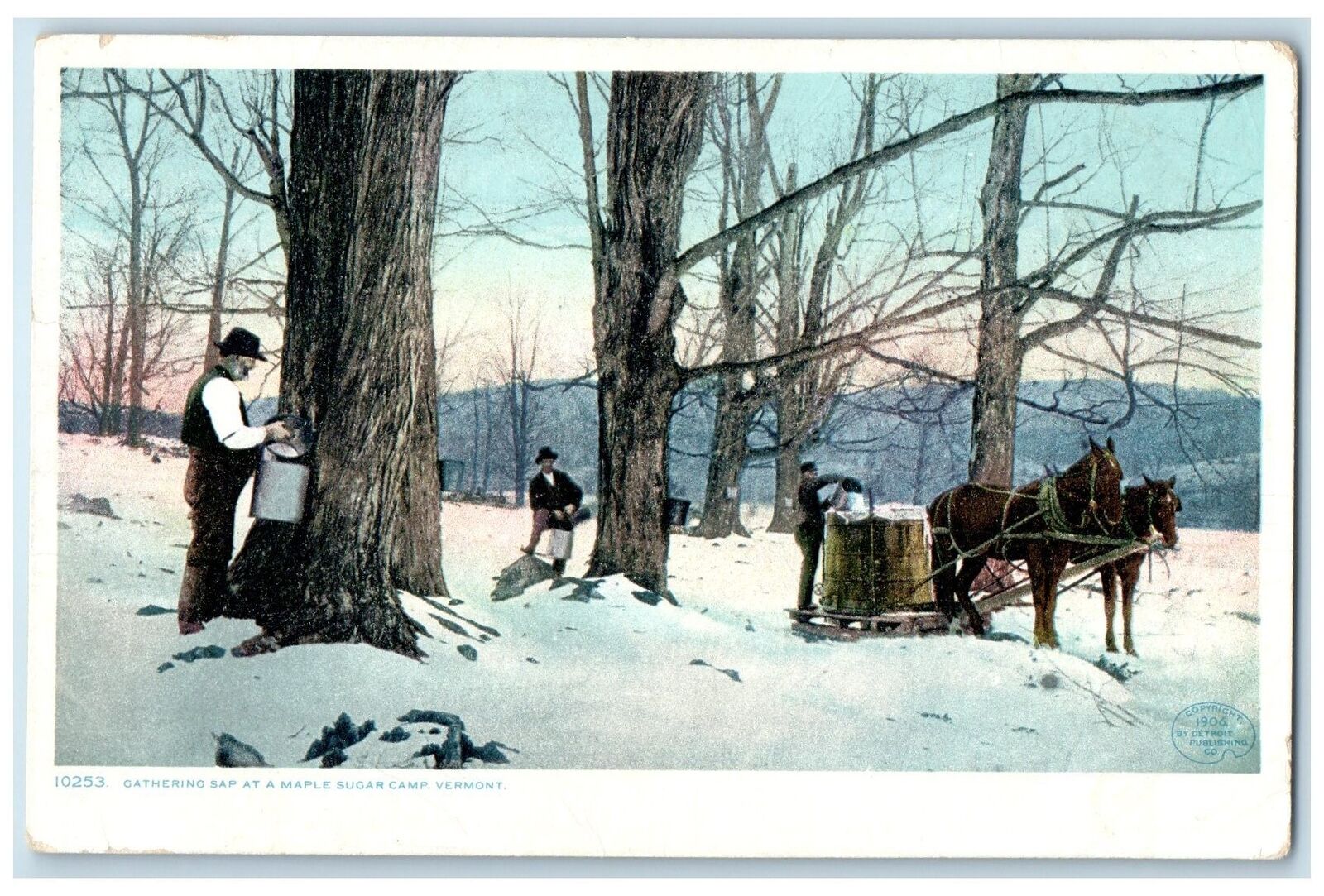c1920\'s Gathering Sap Horse Workers View At Maple Sugar Camp Vermont VT Postcard