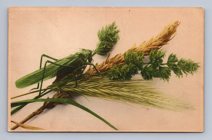 Grasshopper on Wheat Sheaf ~ Antique Hand Colored Postcard Stuttgart ~1910s