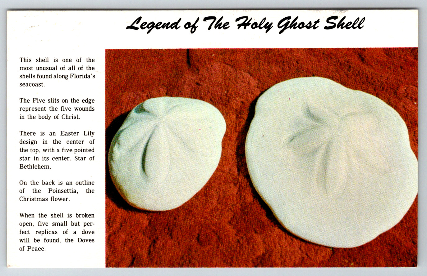 c1960s Holy Ghost Shell Sand Dollar Vintage Postcard
