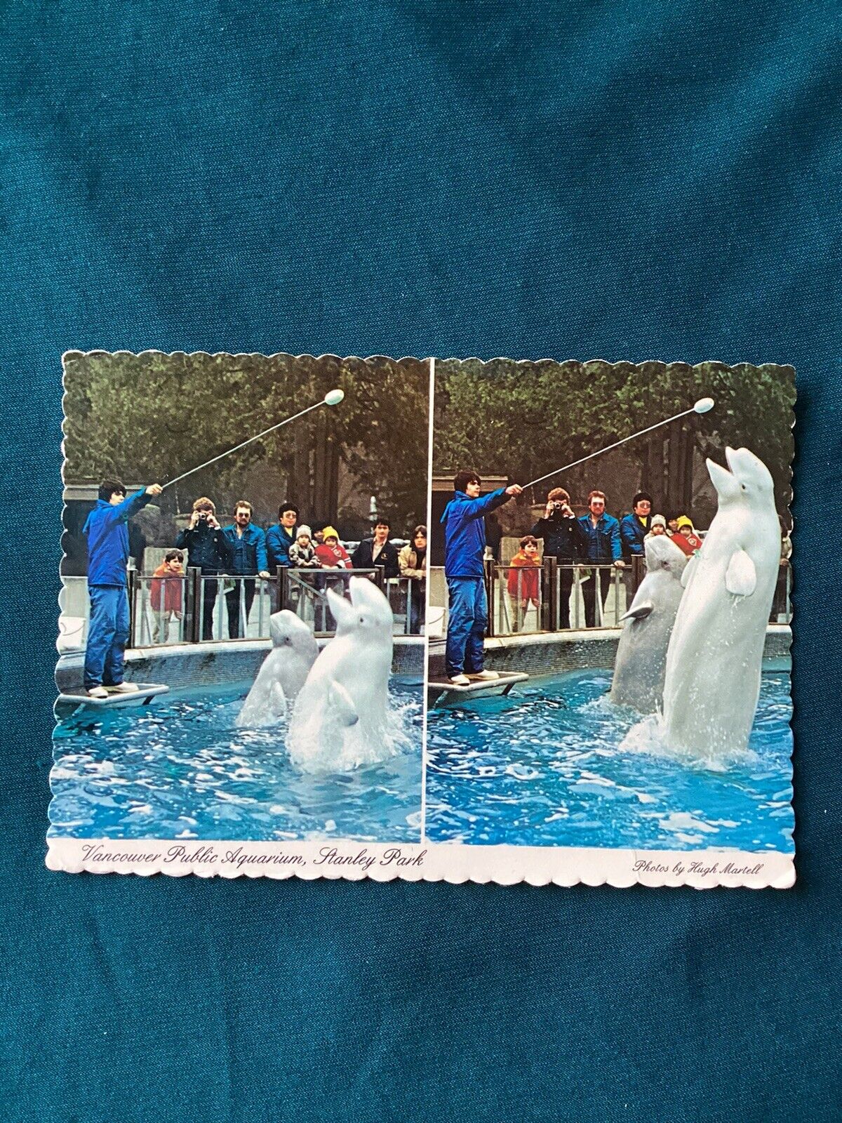 1983 Vintage Postcard Beluga Whales Performing Vancouver Public Aquarium B.C