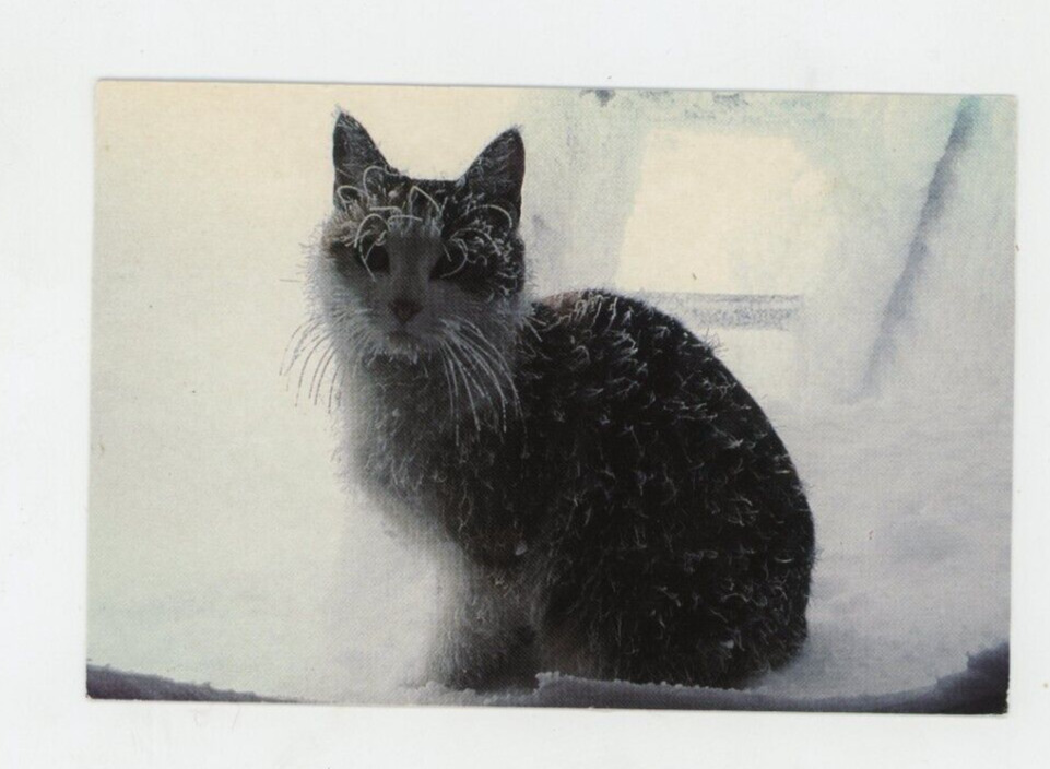 Vintage Cat Postcard  CAT   SUMMIT  MT. WASHINGTON, NEW HAMPSHIRE   POSTED 1994