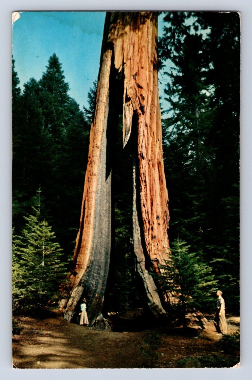 VINTAGE YOSEMITE NATIONAL PARK CALIFORNIA CLOTHESPIN TREE POSTCARD CH