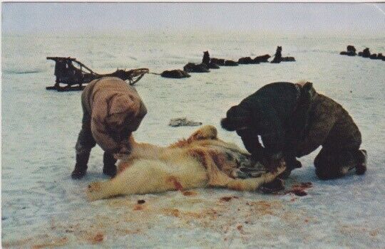 Eskimos Skinning A Polar Bear-Arctic Region, Alaska