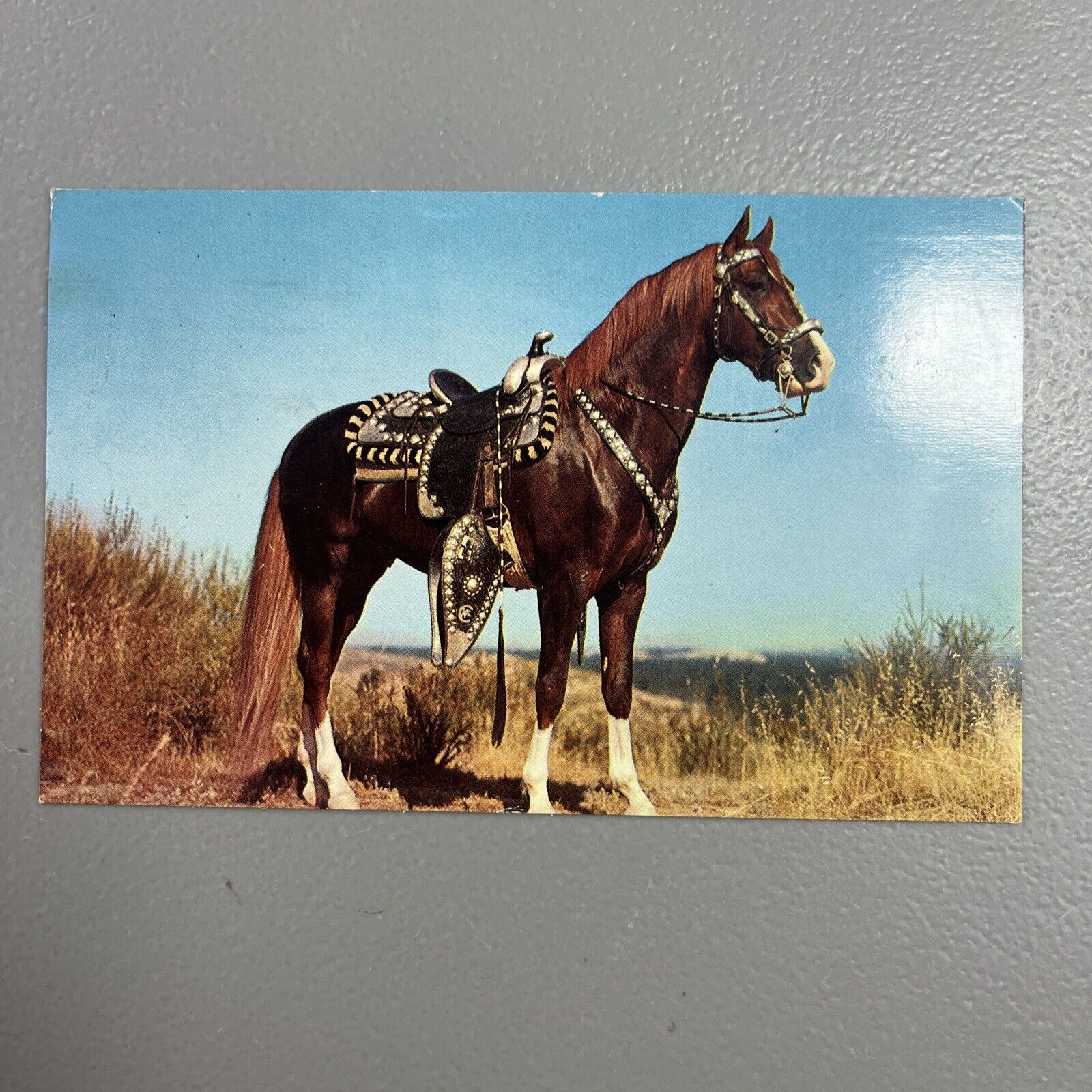 Hoss Horse Color by Theda & Emerson Hall Chrome Divided Postcard