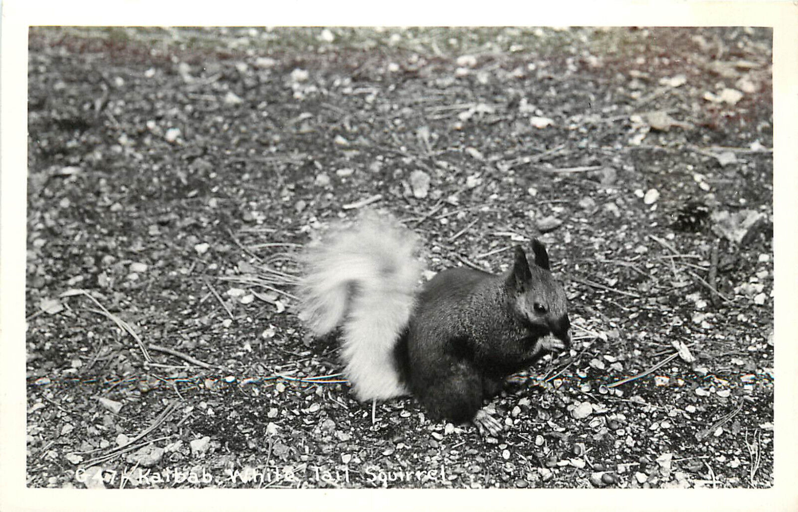 RPPC Postcard Kaibab White Tail Squirrel G 47 Arizona, c1940 Unposted