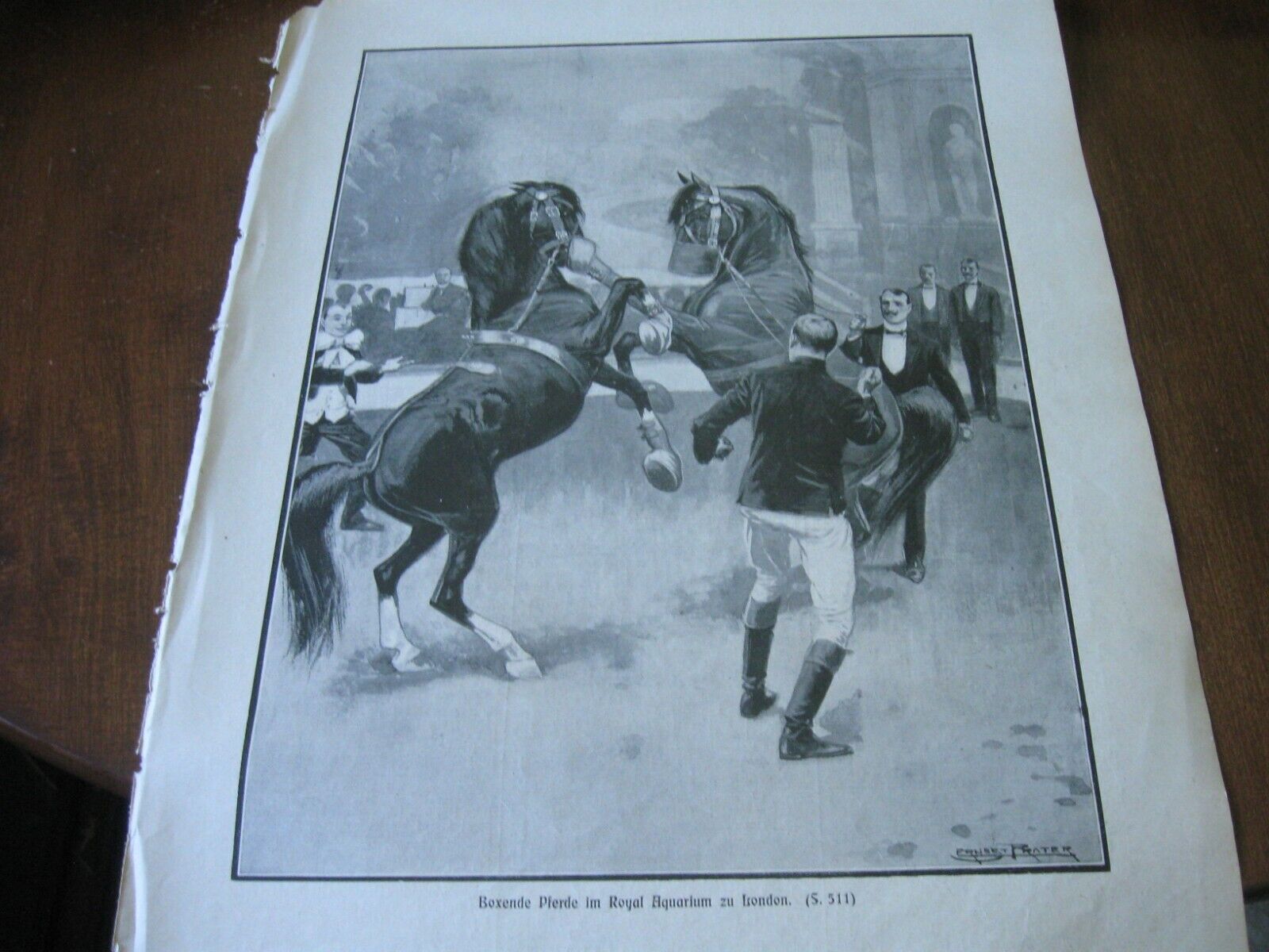 1902 Art  Print - BOXING HORSES in LONDON Horse Box Fight EQUESTRIAN SHOW