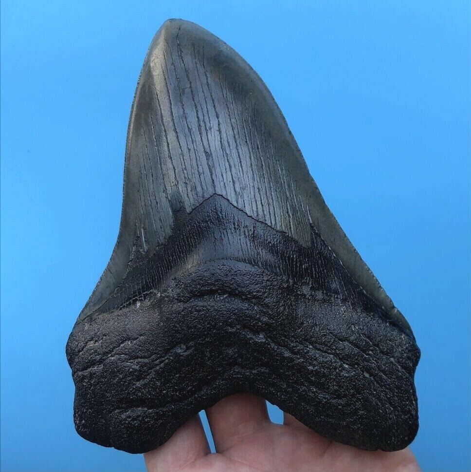 Megalodon Fossil Shark Tooth 💥 6.03\