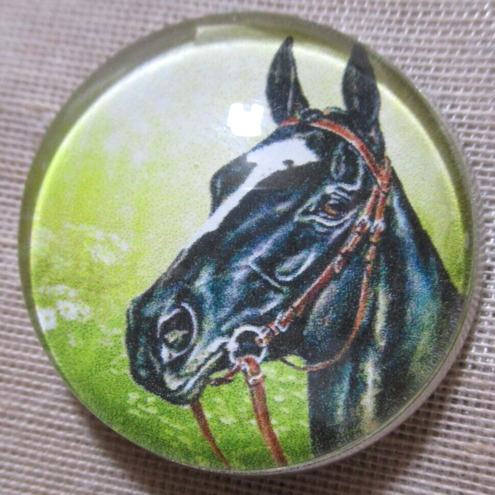NEW LRG GLASS DOME PICTURE BUTTON HANDSOME BLACK HORSE W WHITE FOREHEAD  30mm