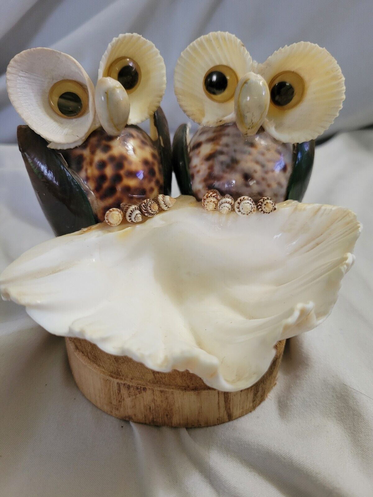 Owl A Cheerful Seashell