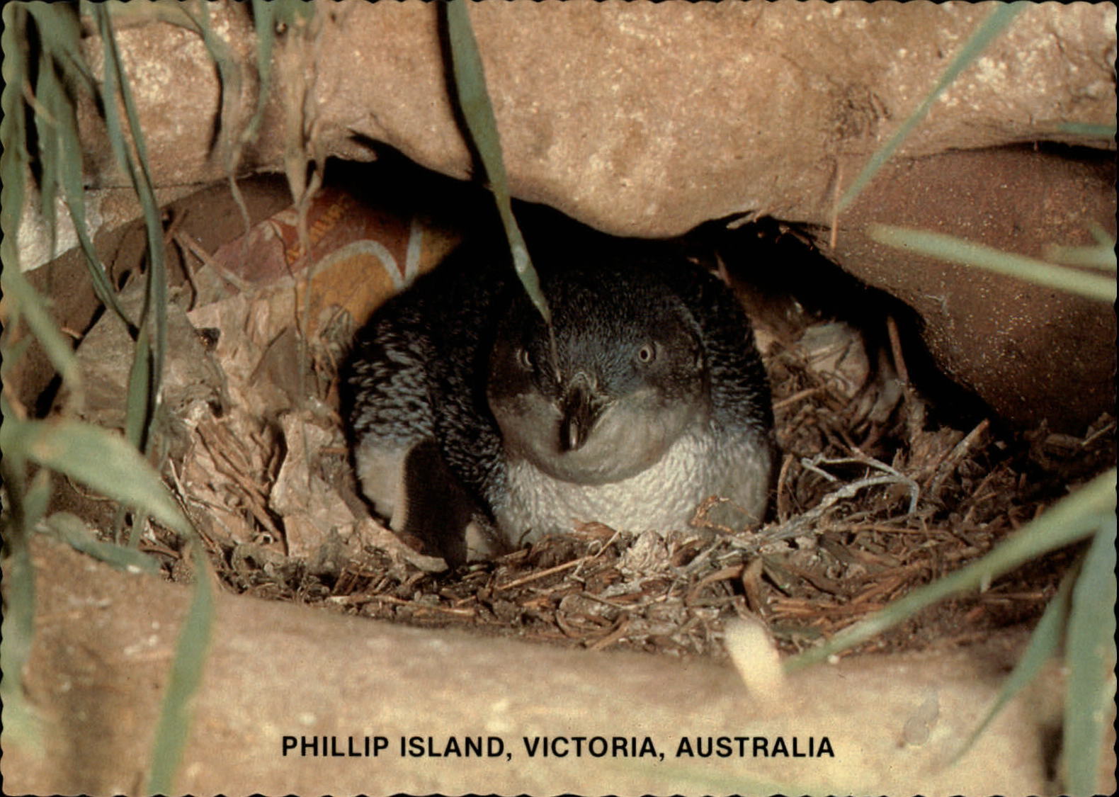 Australia Phillip Island Victoria Penguin Reserve ~ unused postcard sku127