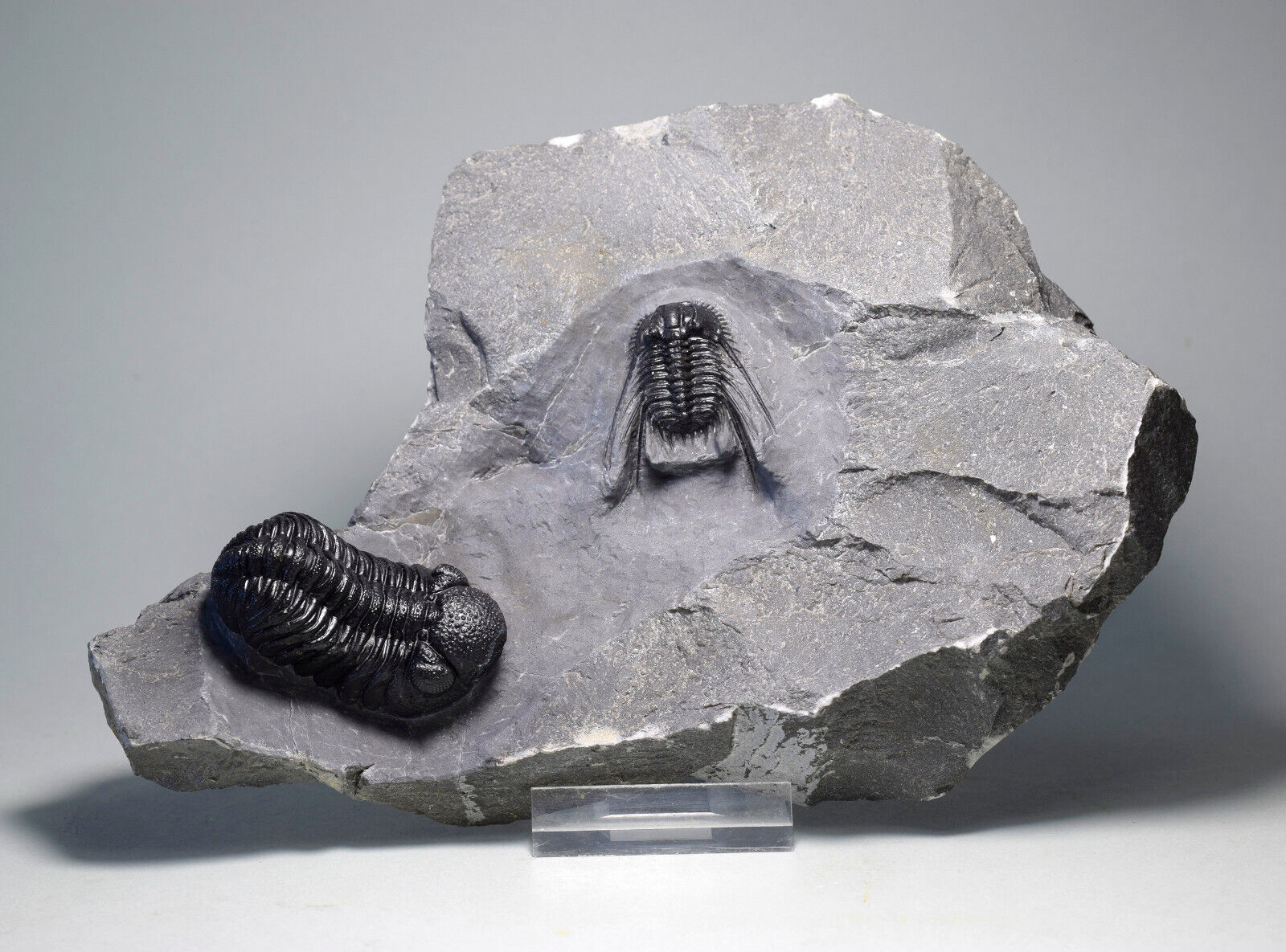 Combo of fine trilobites – Leonaspis sp. and Phacopid