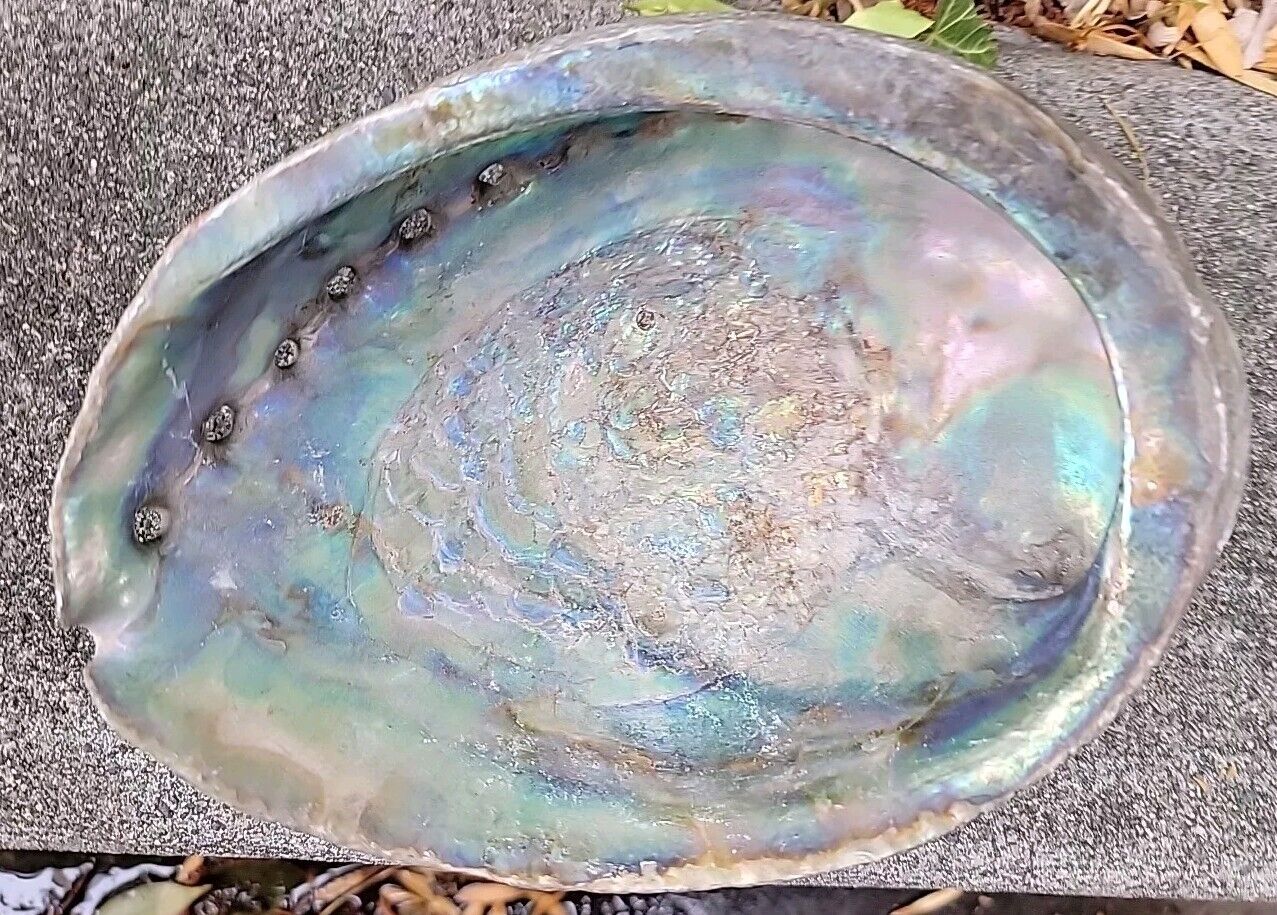 Red Abalone Shell Large 7\
