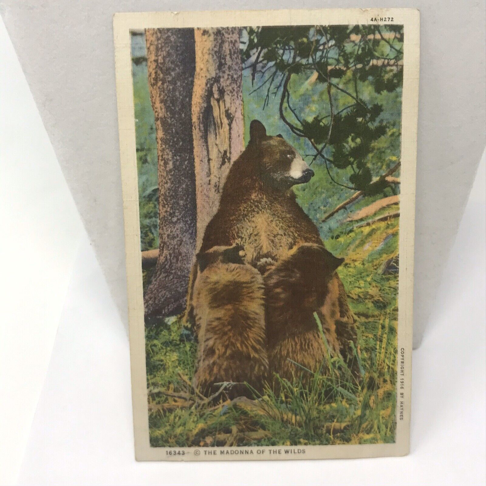 Vintage 1936 Postcard Yellowstone Park Greetings Kirkland Washington