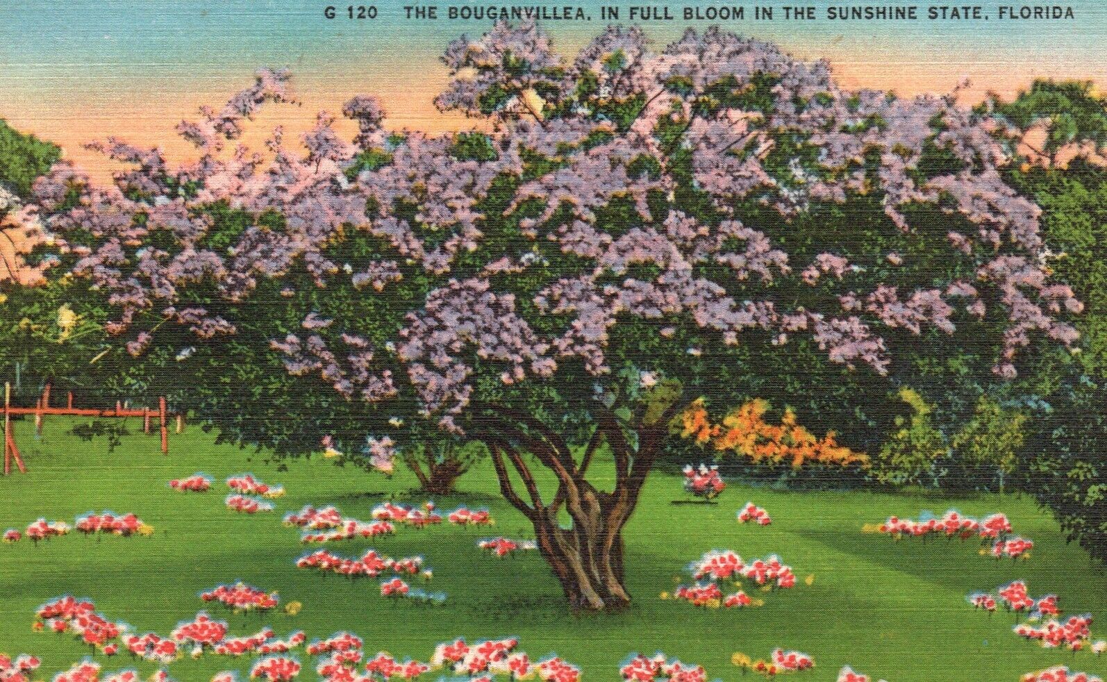 Postcard FL The Bouganvillea in Full Bloom Florida Linen Vintage PC e2049