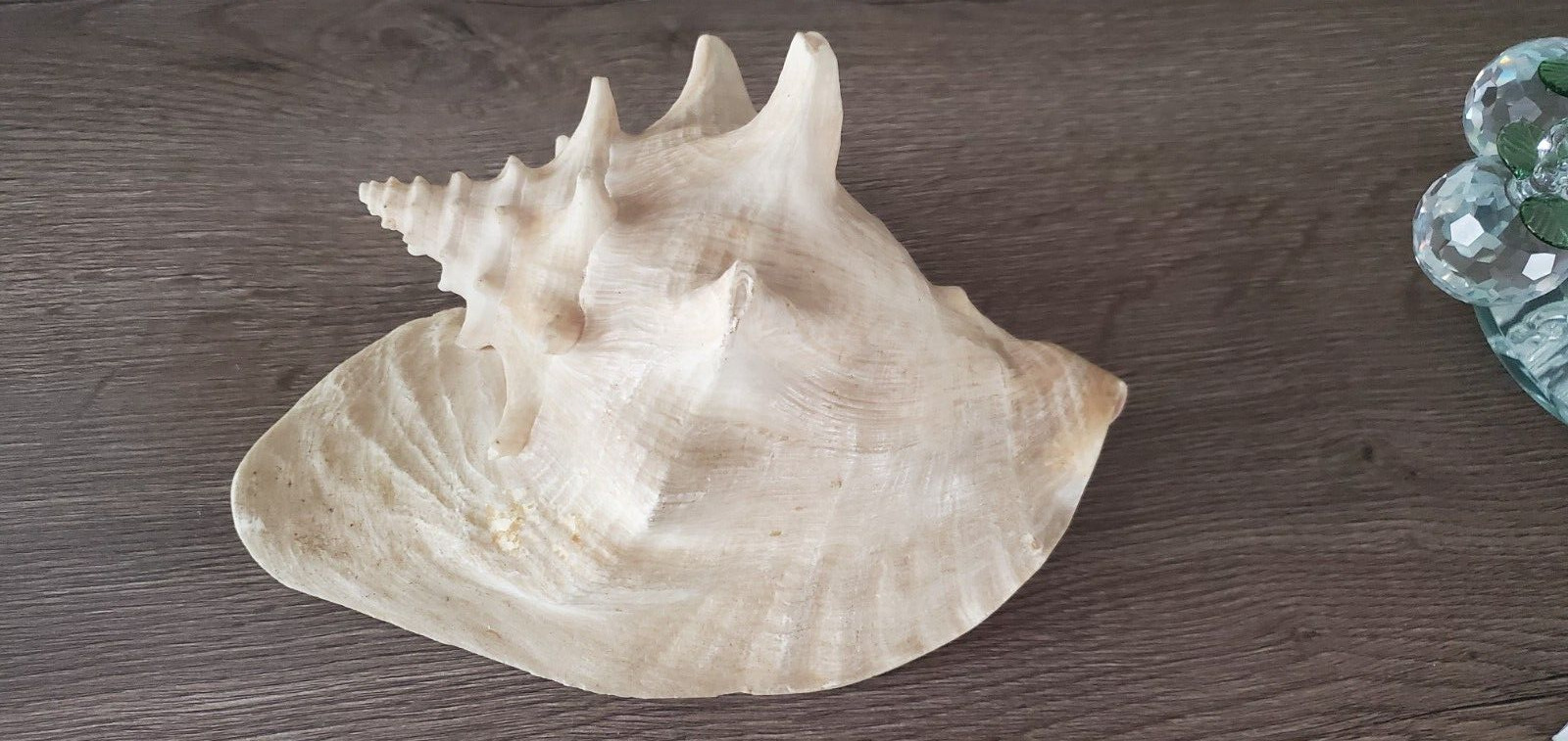 Natural Queen Conch Shell, Beautiful Piece, great decoration