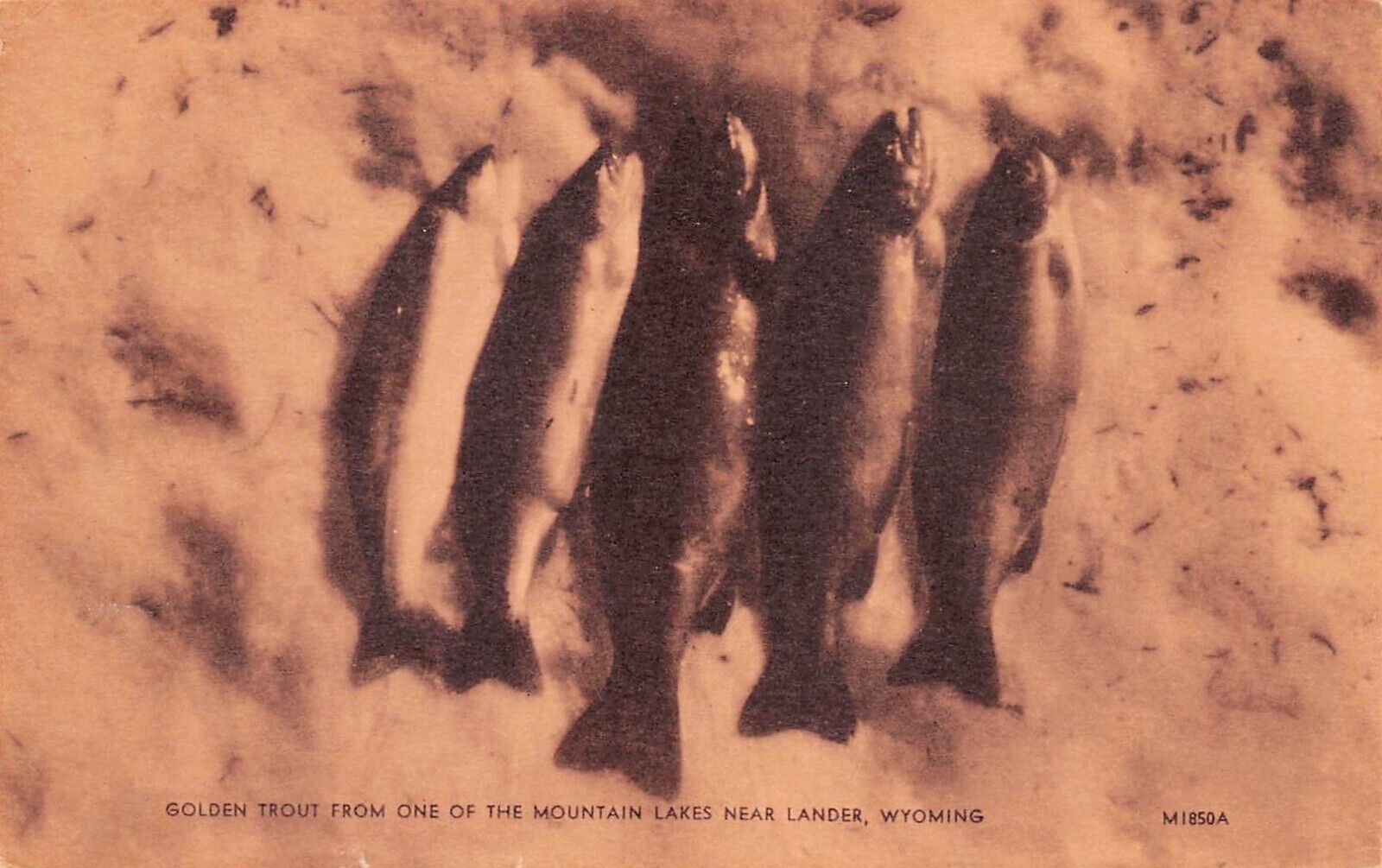 Lander WY Wyoming Golden Trout Fishing Wind River Mountains Vtg Postcard B35